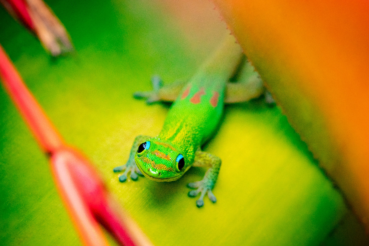 Reptiles
