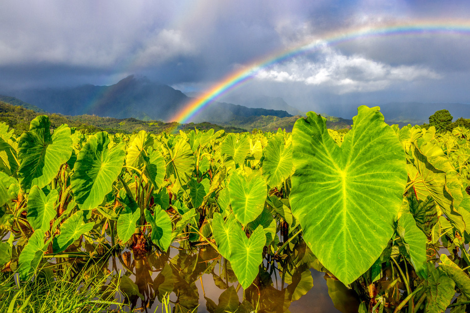 Rainbows