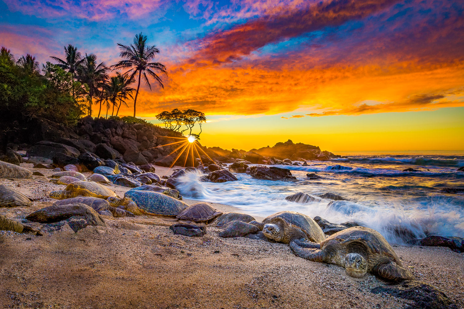 Sea Turtle and Monk Seal (Land)