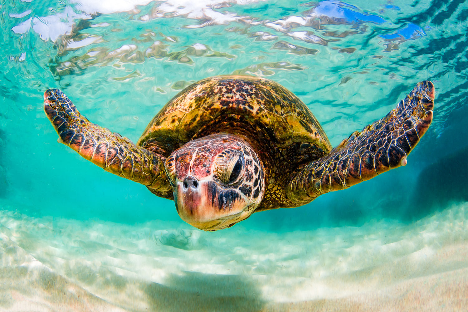 Sea Turtle and Octopus (Underwater)