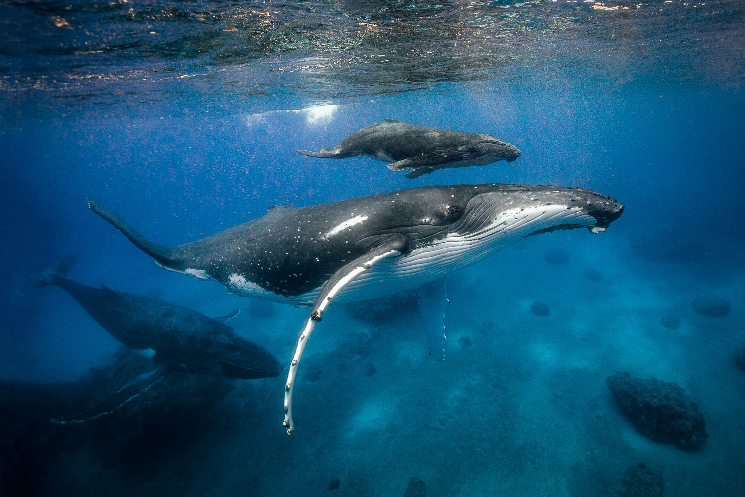 Dolphins, Mantas, and Whales