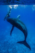 "20 Tons of Love" - Vavau, Tonga (Humpback Whale)