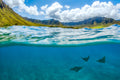 "3Ray" - WestSide, Oahu (Eagle Rays)