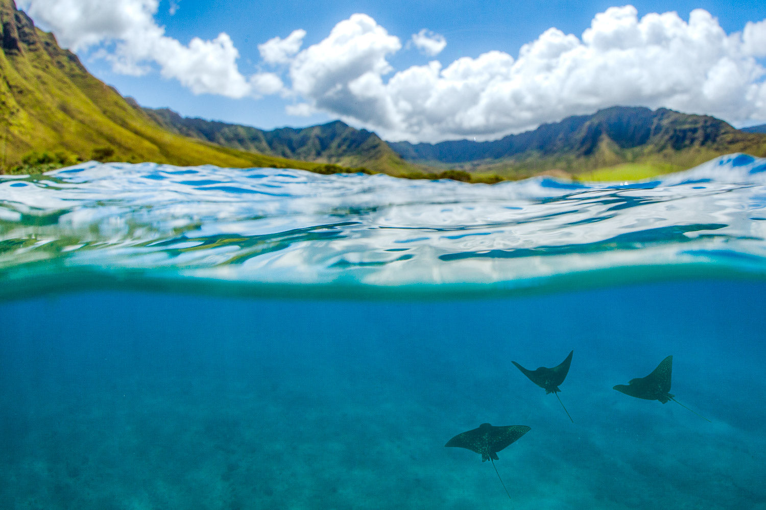 "3Ray" - WestSide, Oahu (Eagle Rays)