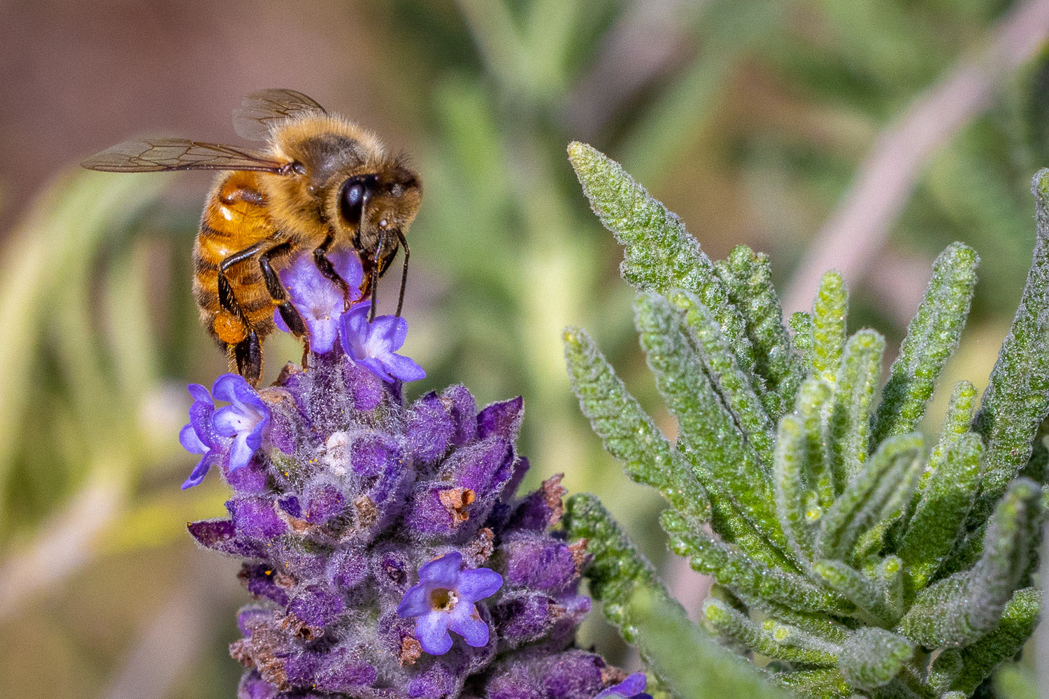 "A Bee's Life" - Kula, Maui