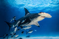 "Alice" - Bimini, The Bahamas (Great Hammerhead)