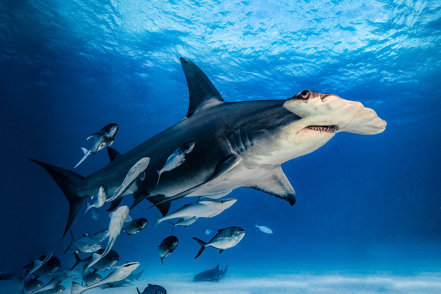 "Alice" - Bimini, The Bahamas (Great Hammerhead)
