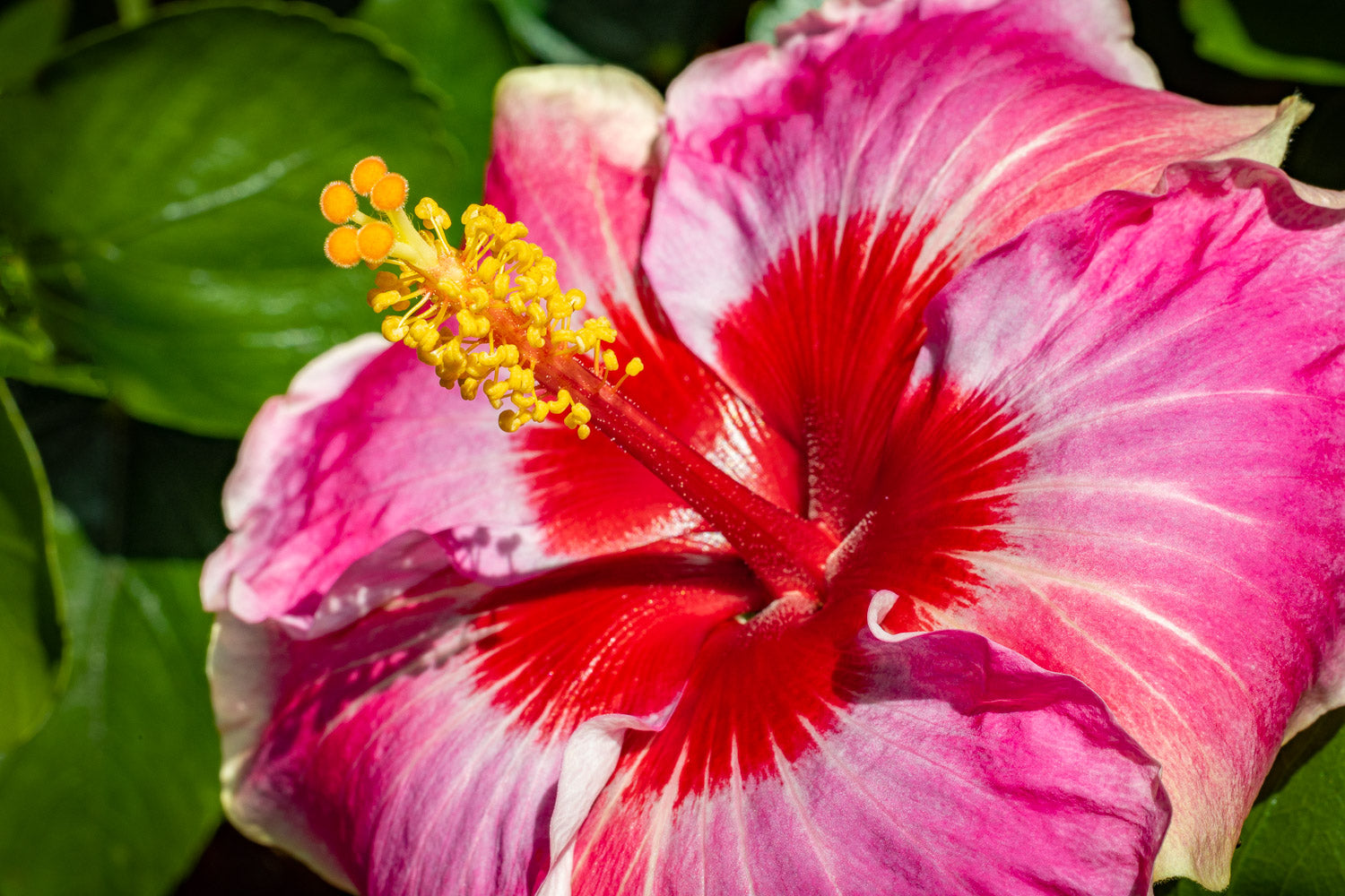 "American Beauty" (Hibiscus)