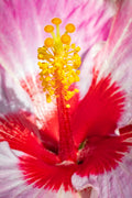 "American Beauty III" (Hibiscus)