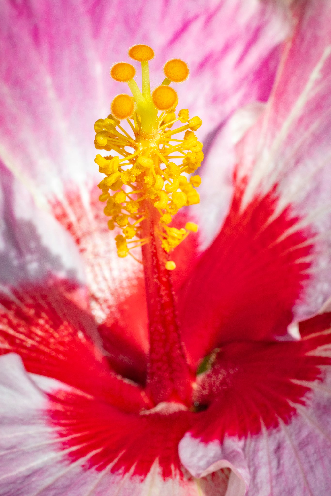 "American Beauty III" (Hibiscus)