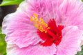 "American Beauty II" (Hibiscus)