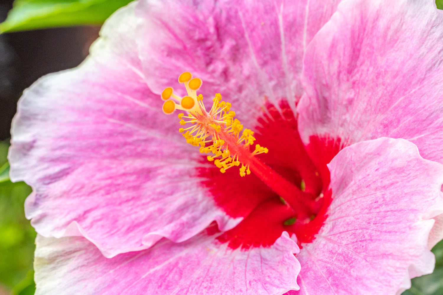 "American Beauty II" (Hibiscus)
