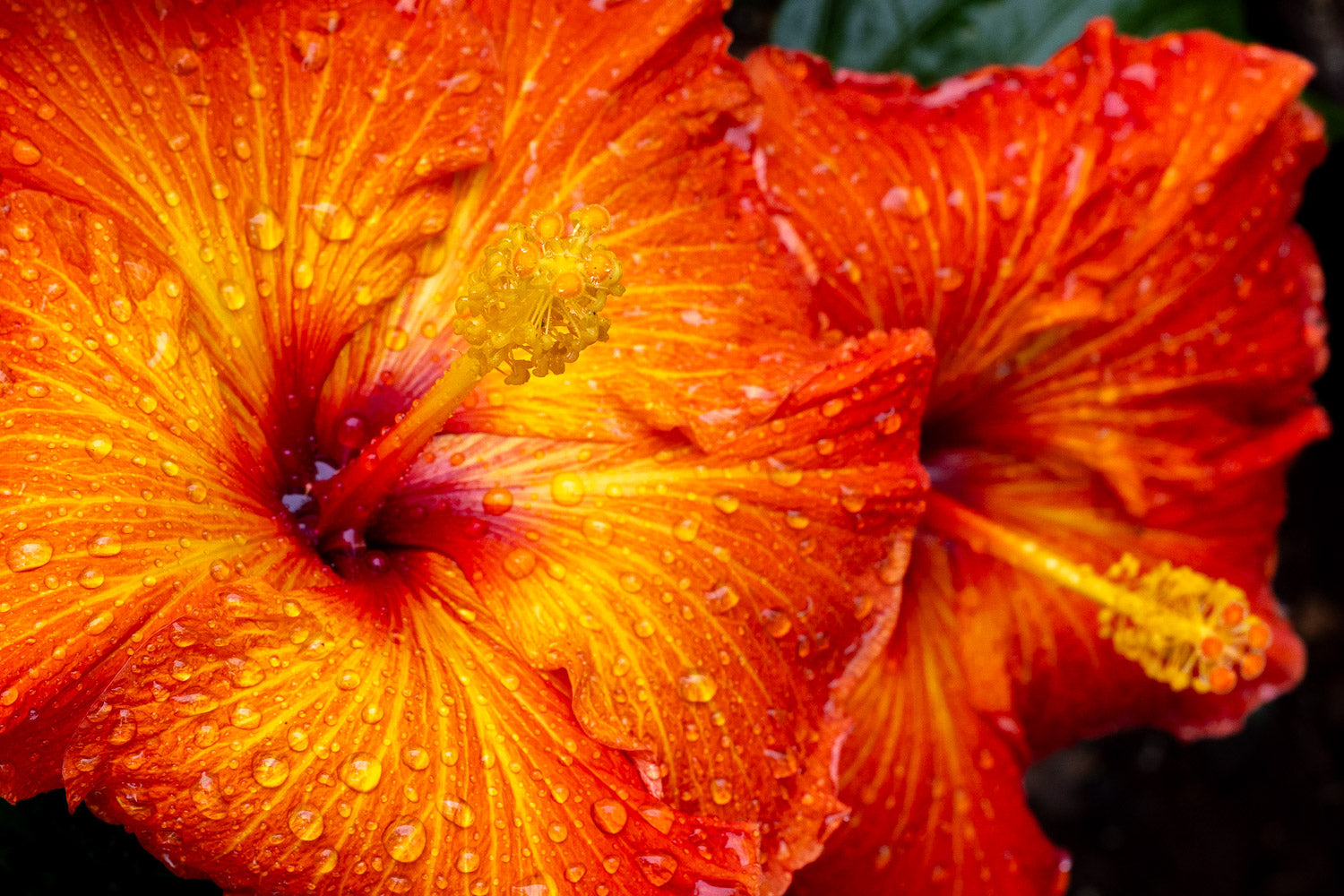 "American Playboy" (Hibiscus)