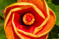 "American Playboy III" (Hibiscus)