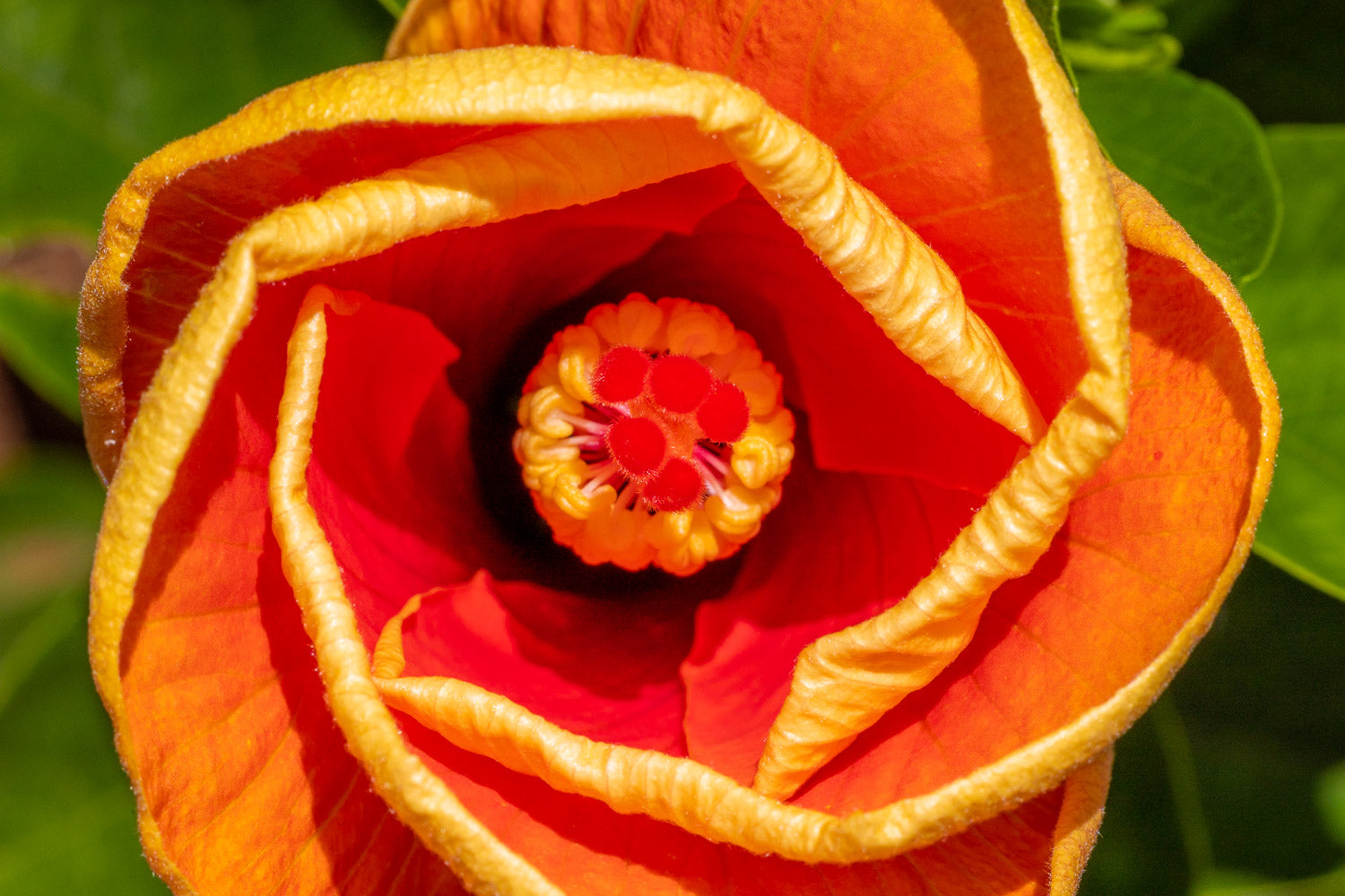 "American Playboy III" (Hibiscus)