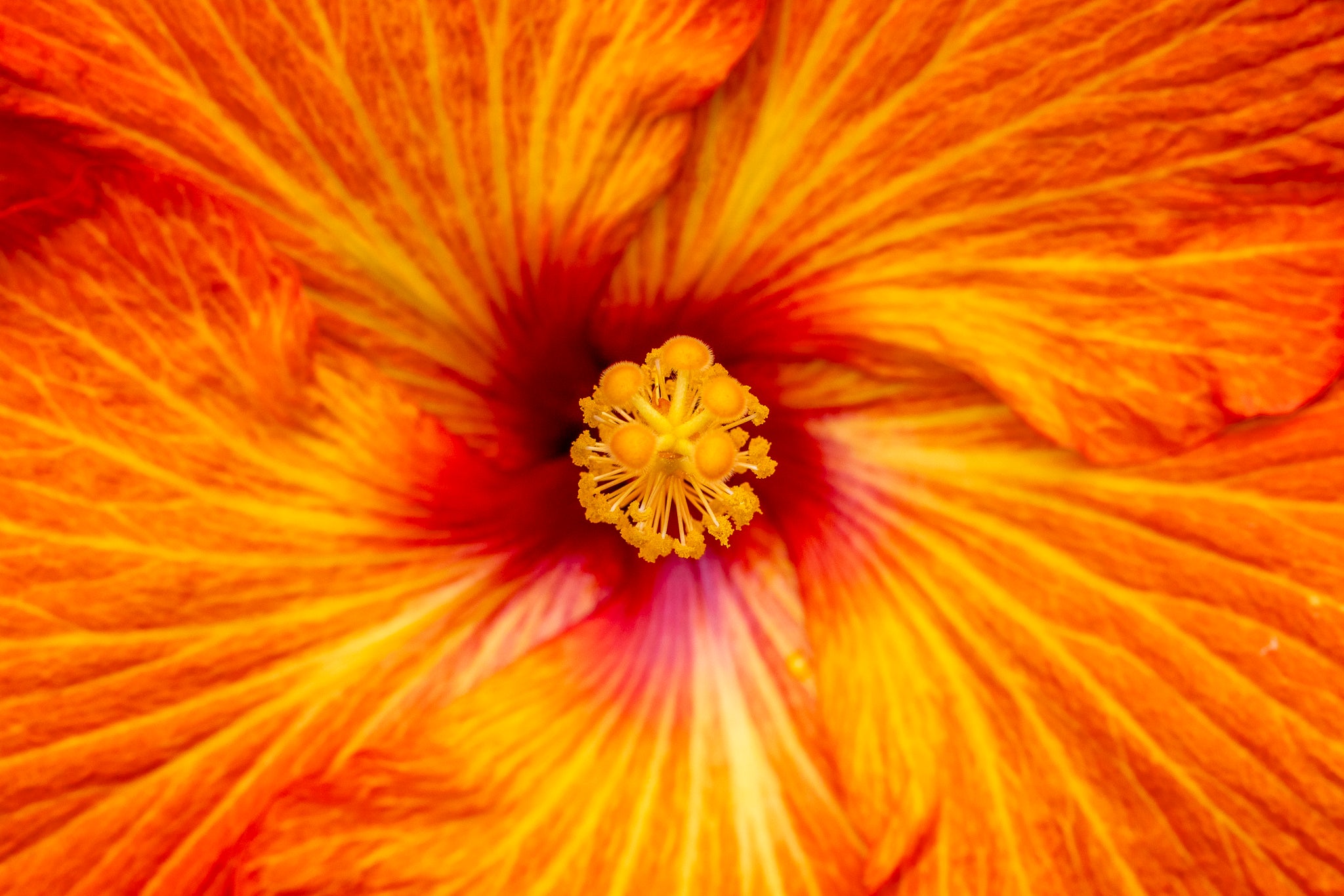 "American Playboy II" (Hibiscus)