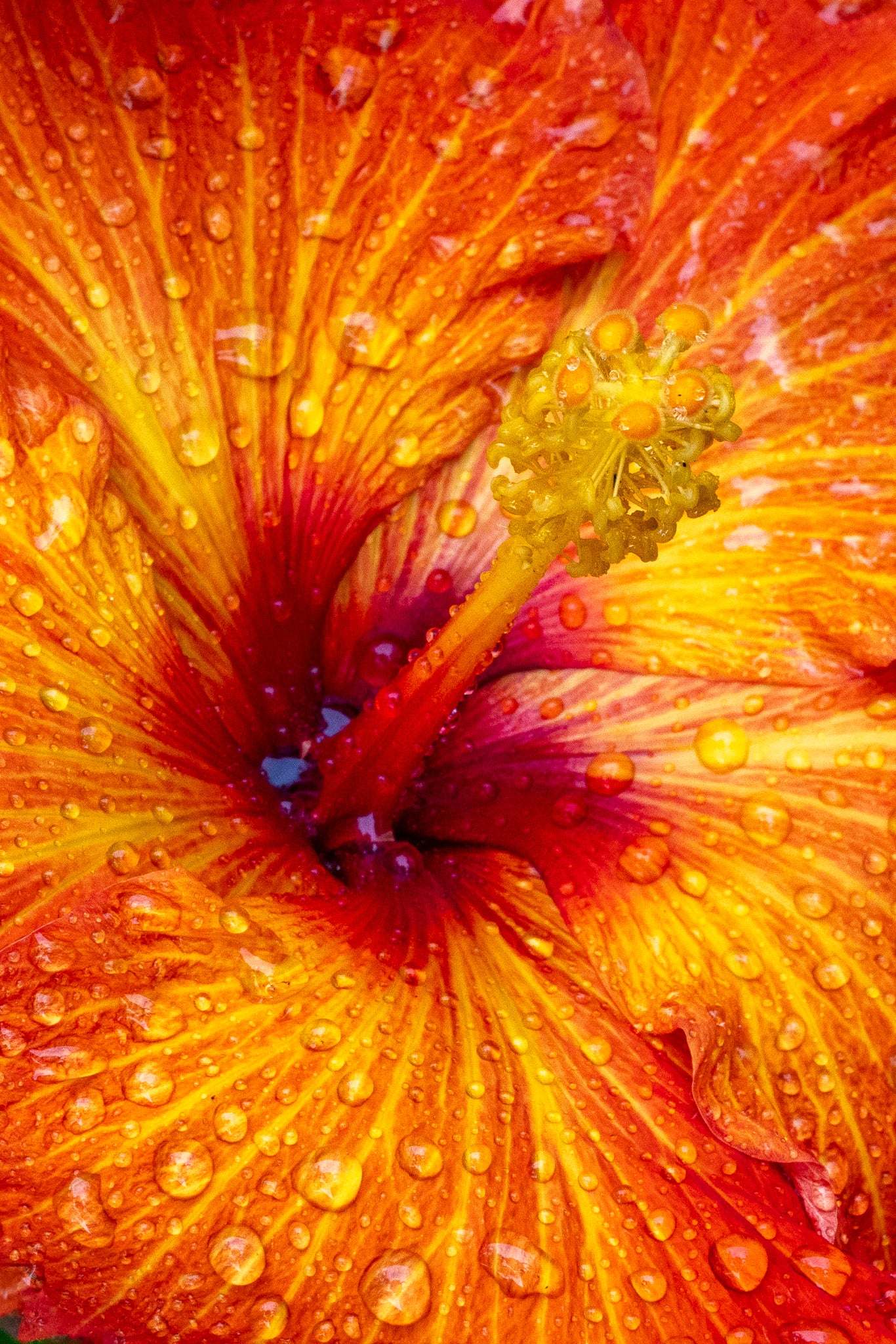 "American Playboy IV" (Hibiscus)