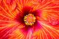 "American Playboy VI" (Hibiscus)