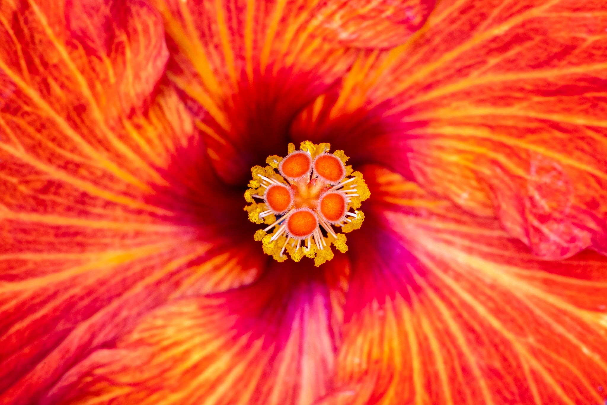 "American Playboy VI" (Hibiscus)