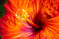 "American Playboy V" (Hibiscus)
