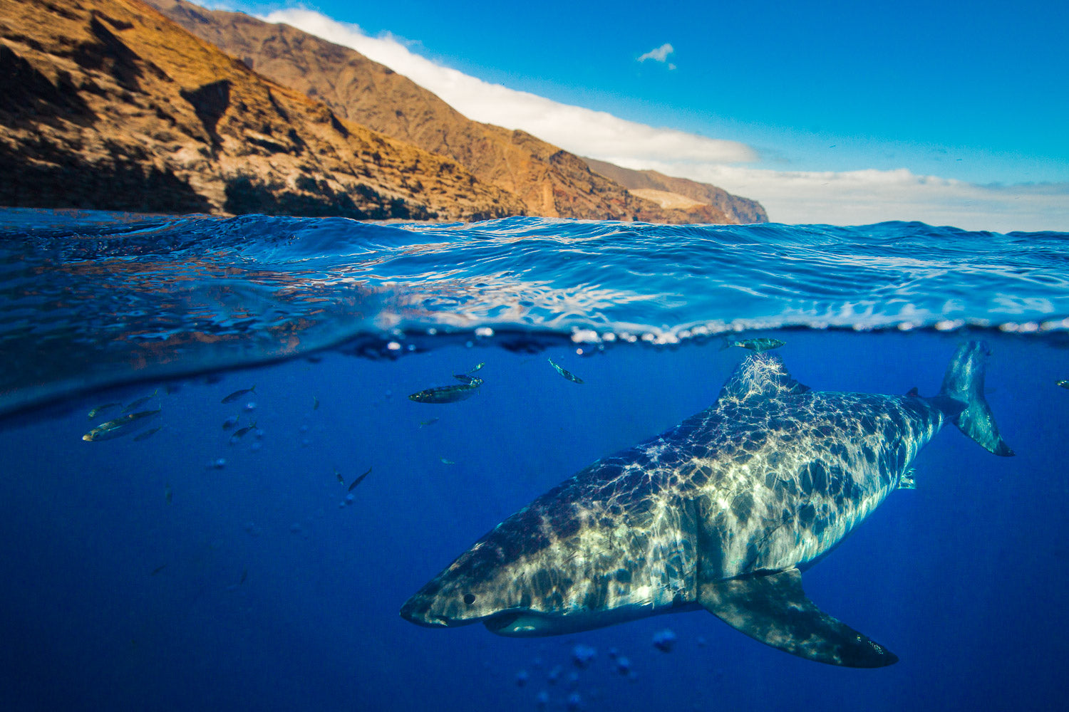 "Amity" - Guadalupe, Mexico (Great White)