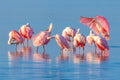 "Anger Rising" - Myakka SP, Florida (Roseate Spoonbill)