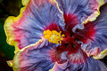 "Anne Marie" (Hibiscus)