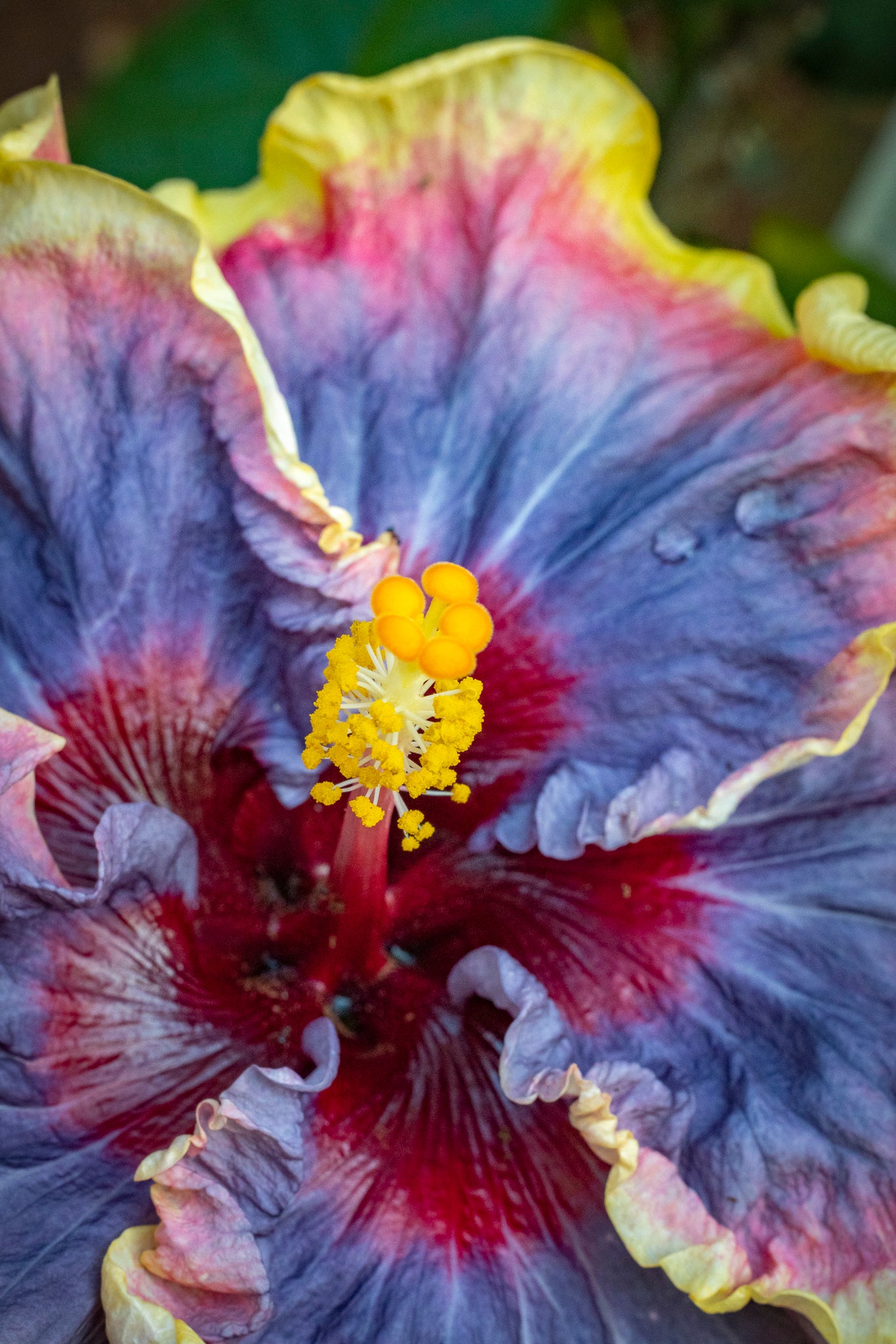 "Anne Marie " (Hibiscus)