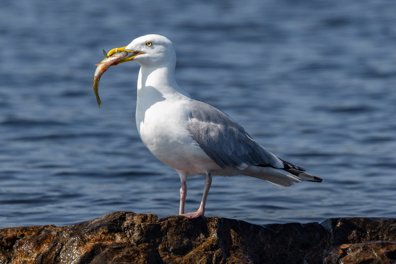 "Appetizer" - Lake Vermillion, Minnesota (Common Gull)