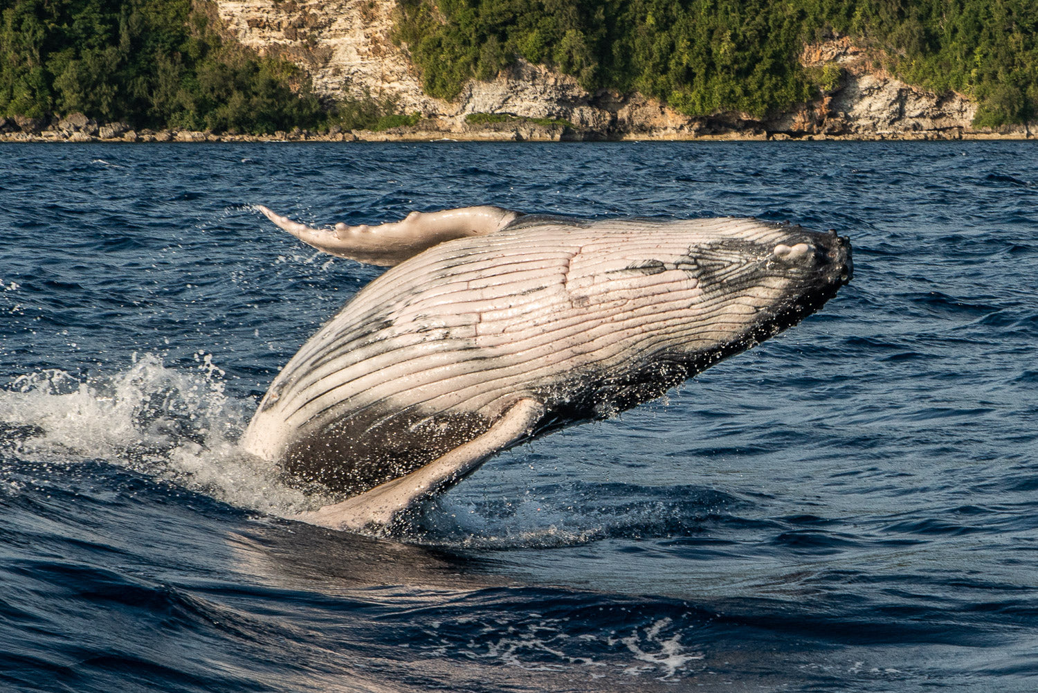 "Baby Breach" - Vavau, Tonga (Humpback Whale)
