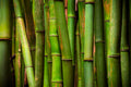 "Bamboo" - Haleakala NP, Maui
