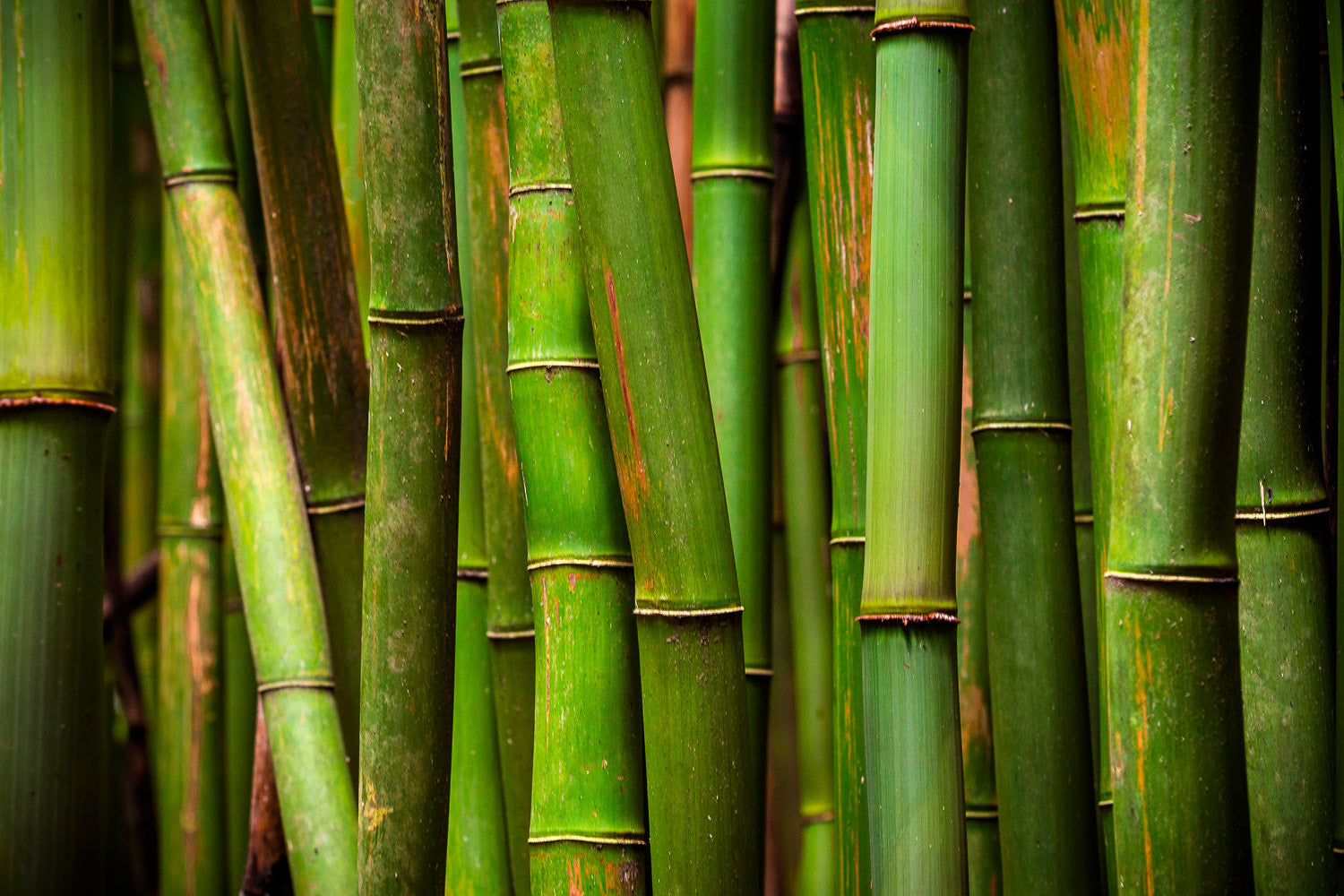 "Bamboo" - Haleakala NP, Maui