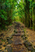 "Bamboozled" - Haleakala NP, Maui