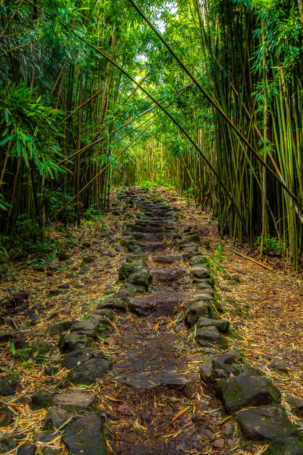 "Bamboozled" - Haleakala NP, Maui