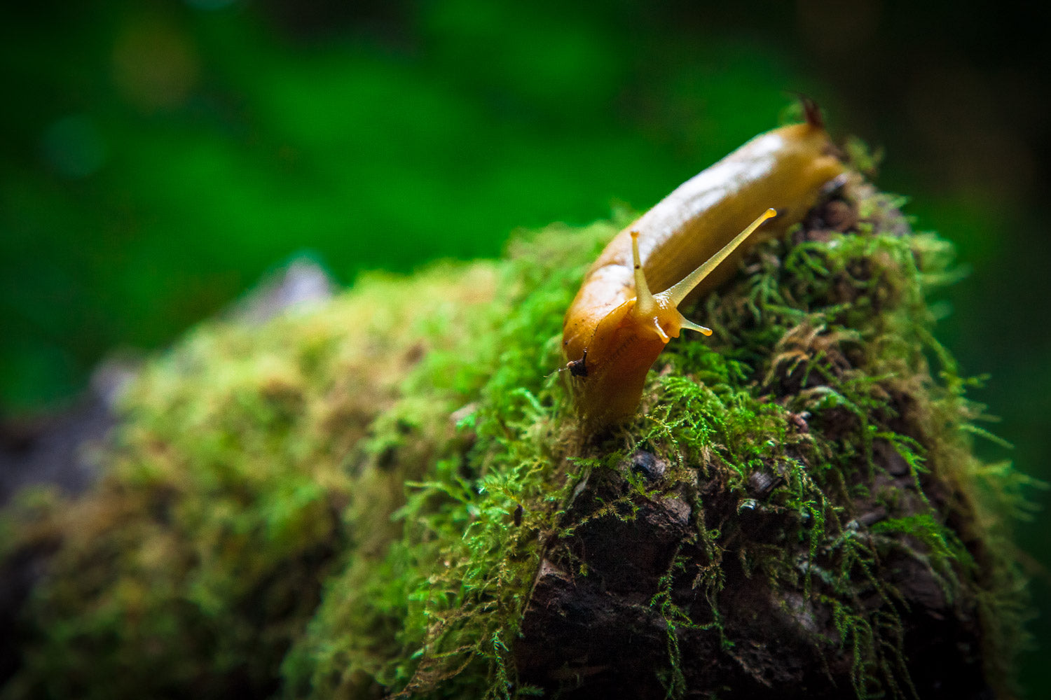 "Banana Slug" - Redwood National Park, California