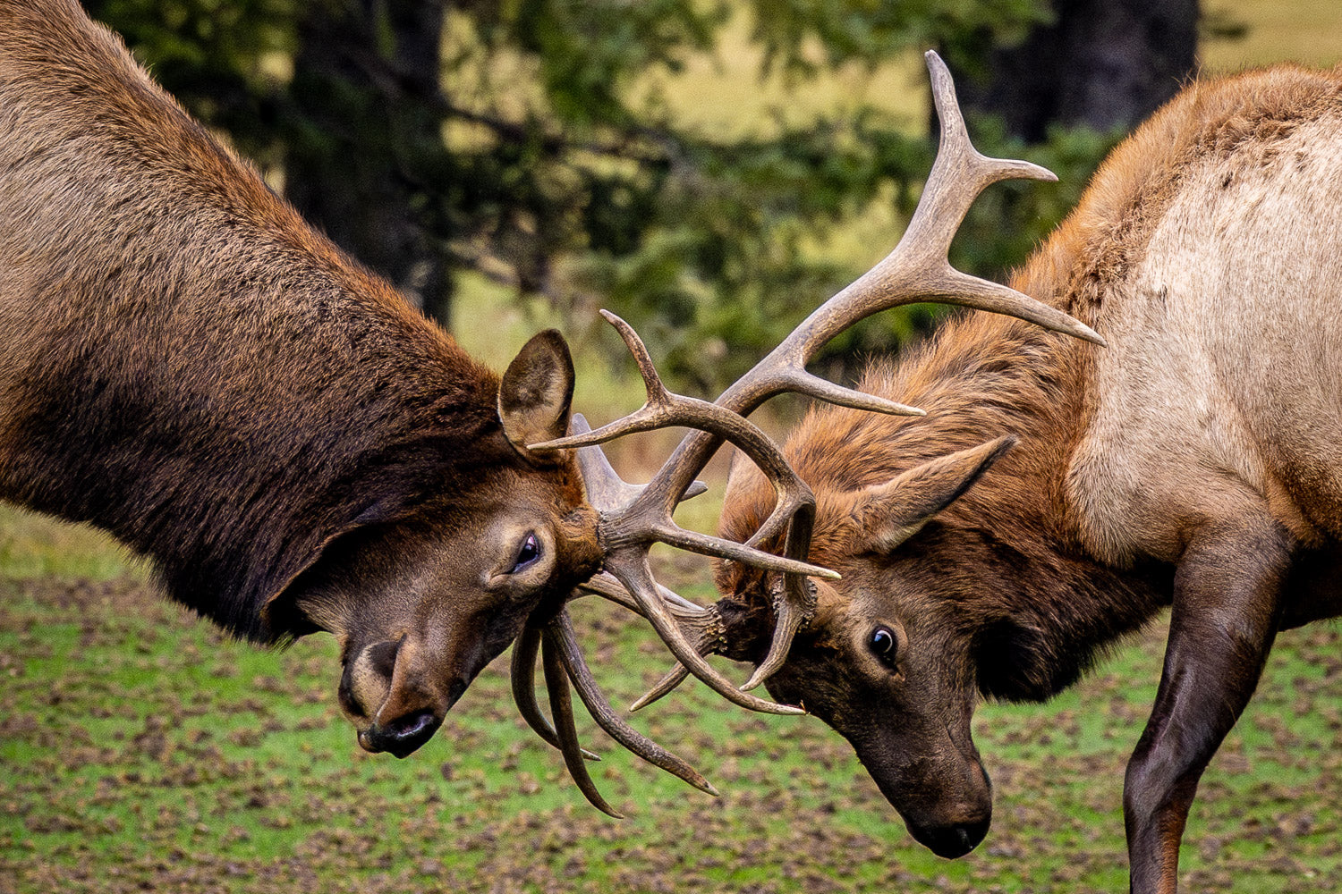 "Battle" - Banff, Alberta, Canada (North American Elk)
