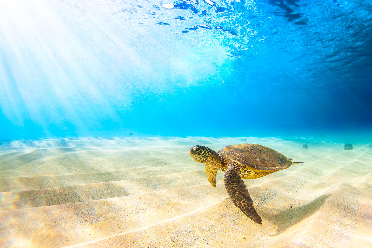 "BayRays" - Waimea Bay, Oahu