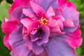 "Bayou Rose" (Hibiscus)