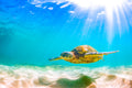 "BeamRider" - Haleiwa, Oahu