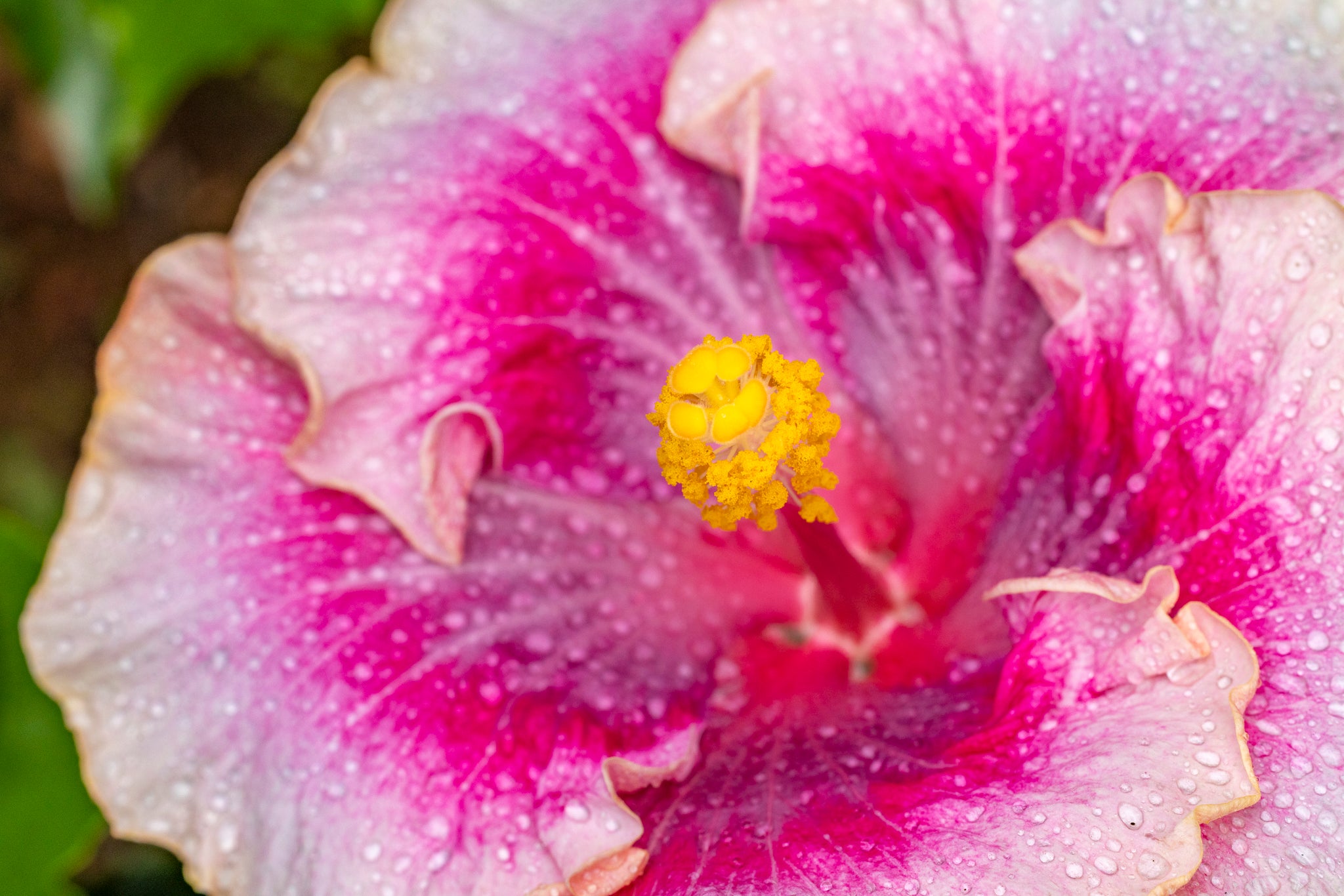 "Beautiful Desire" (Hibiscus)