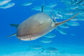 "Betty" - Bimini, The Bahamas (Nurse Shark)