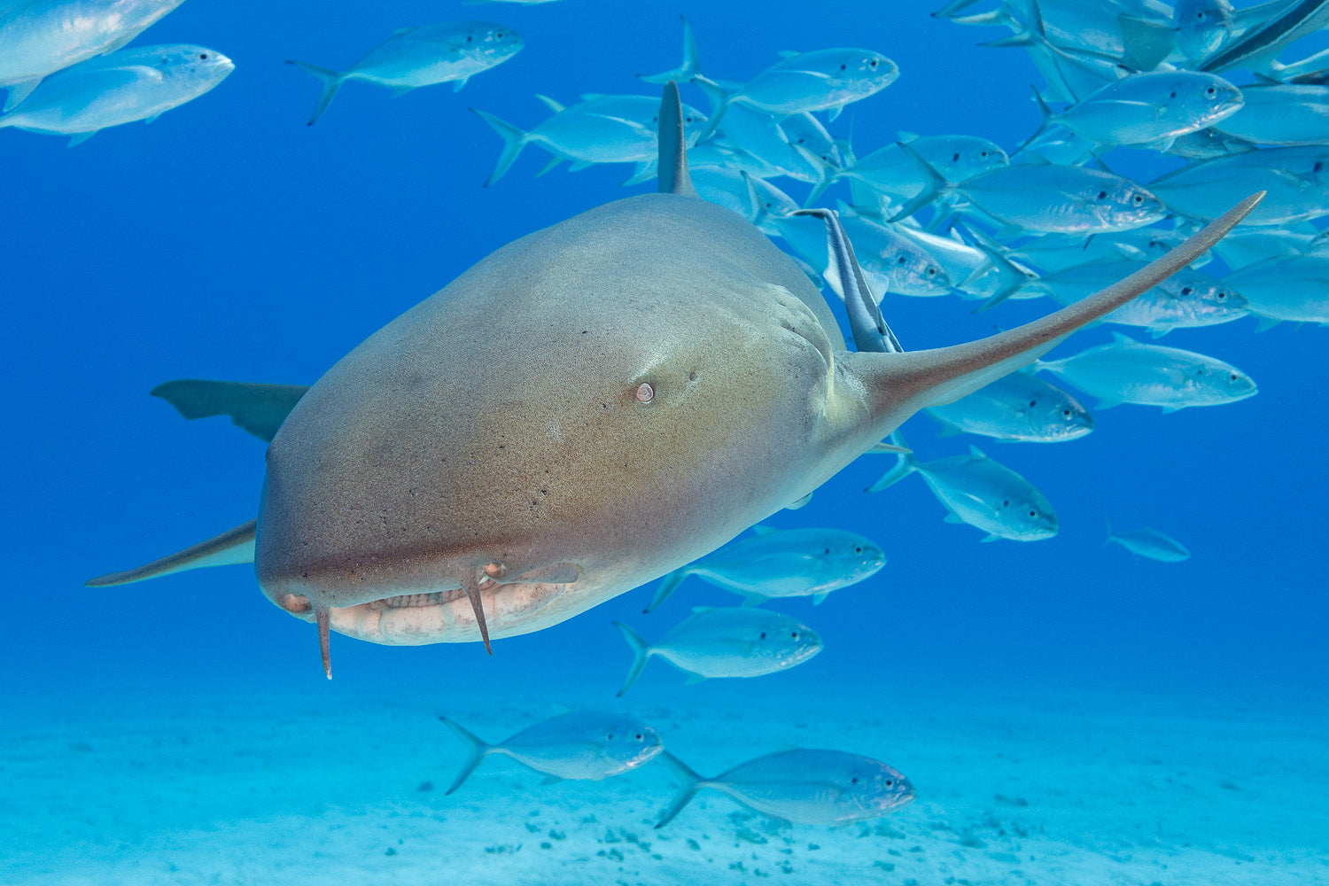 "Betty" - Bimini, The Bahamas (Nurse Shark)