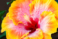 "Bienvenue" (Hibiscus)
