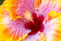 "Bienvenue III" (Hibiscus)