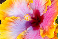 "Bienvenue II" (Hibiscus)
