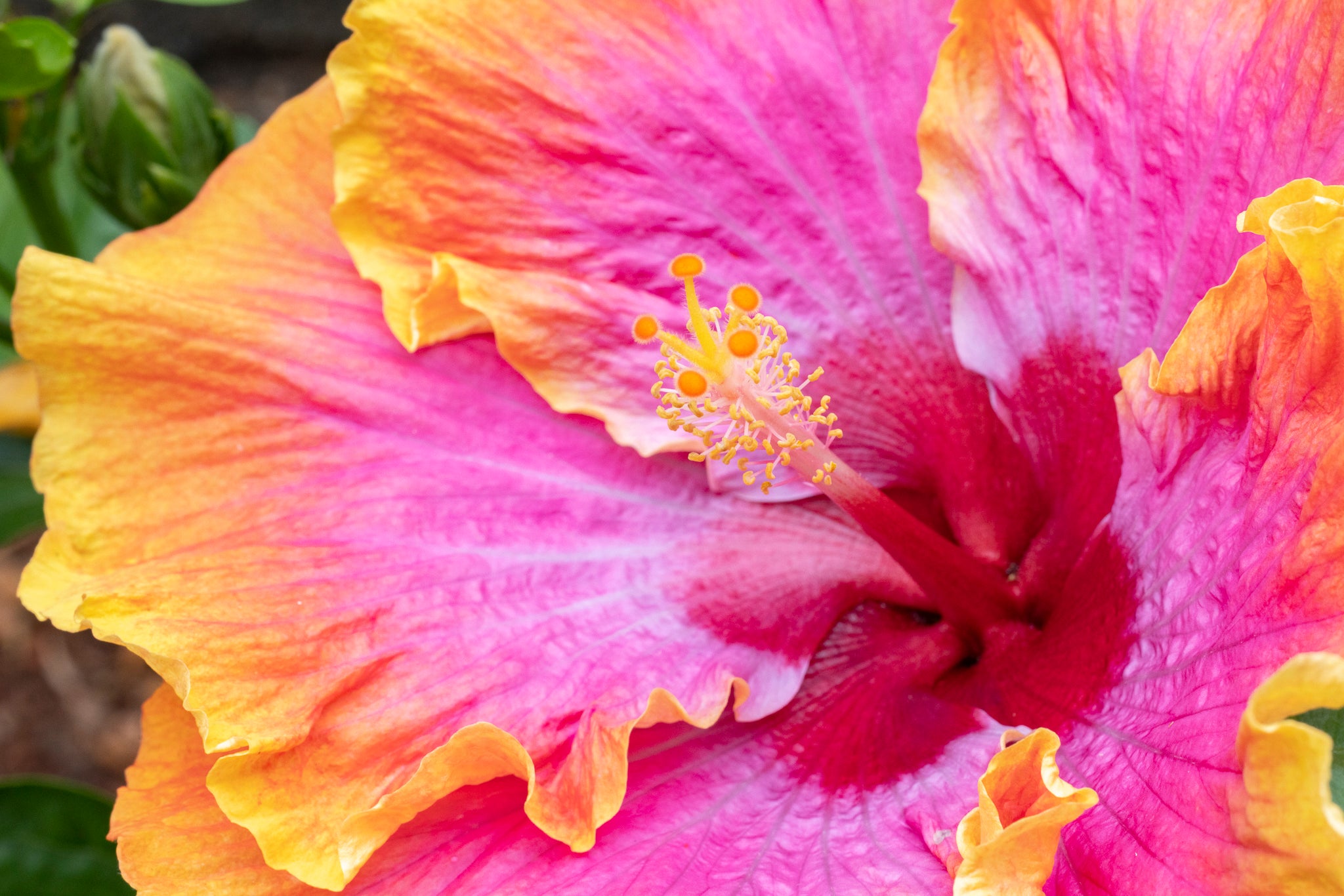 "Bienvenue IV" (Hibiscus)