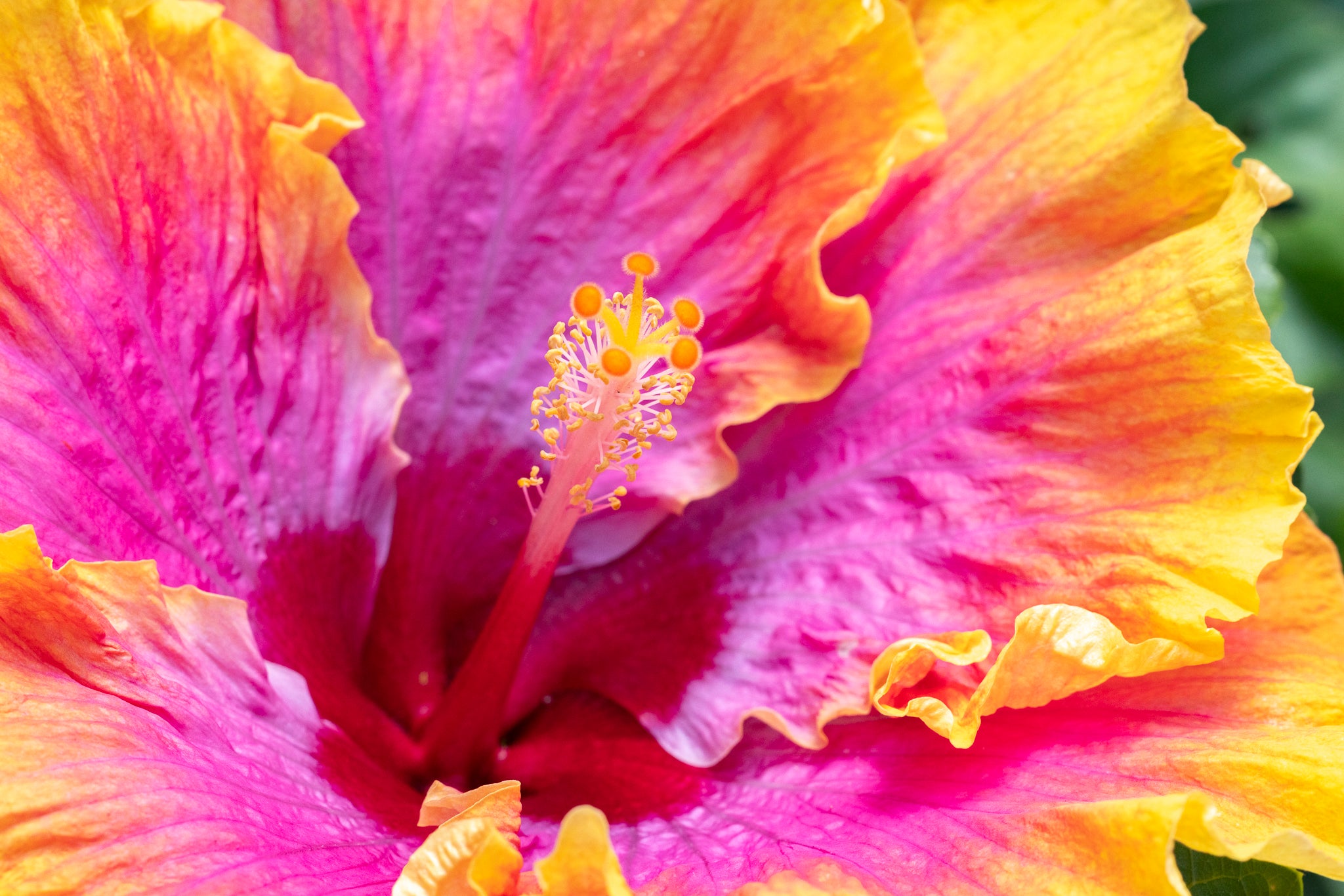 "Bienvenue VII" (Hibiscus)