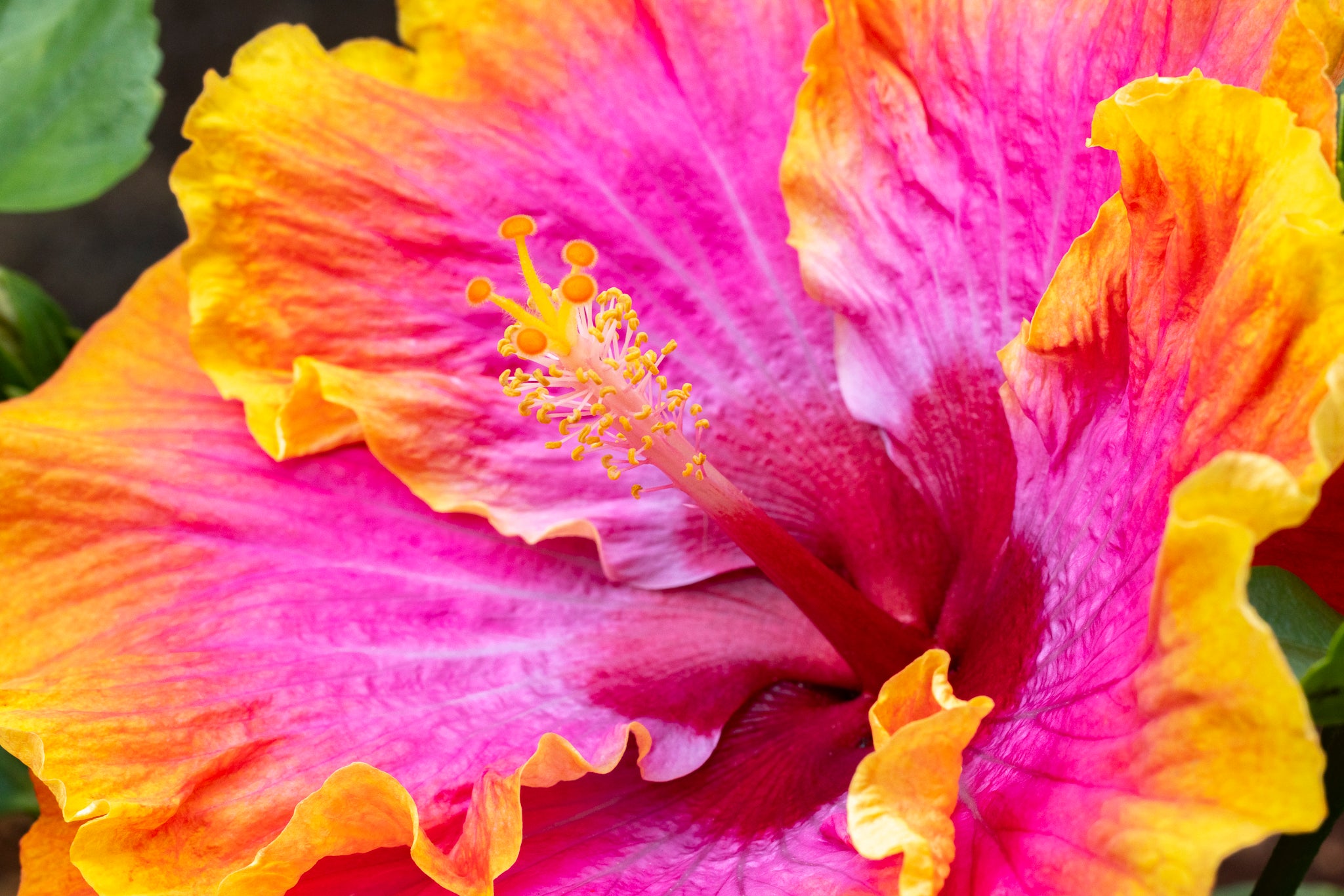 "Bienvenue VI" (Hibiscus)