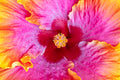 "Bienvenue V" (Hibiscus)