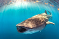 "Big Gulp, eh?" - Isla Mujeres, Mexico (Whale Shark)